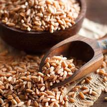 Farro Perlato