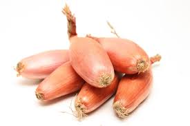 Scalogno