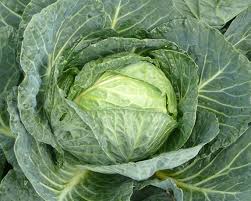 Cavolo Cappuccio